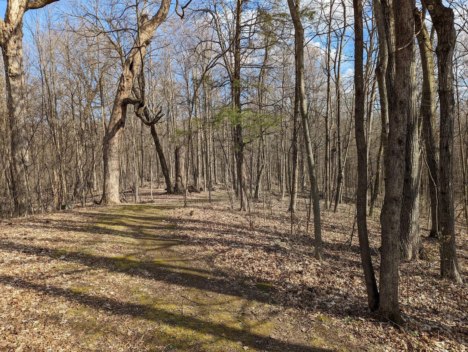 Fox Hill Nature Preserve - Nordic Trails — photo 1