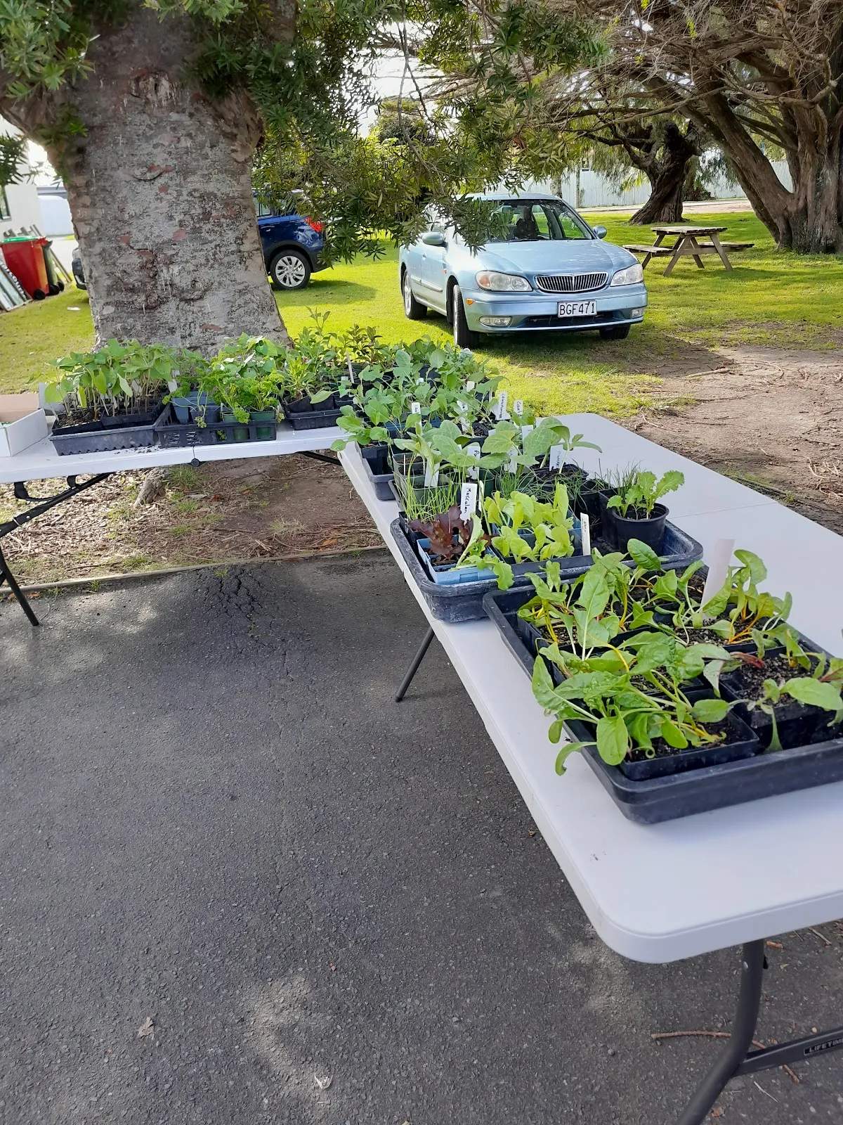 Grow On Katikati - Community Gardening, Seeds, Seedlings, Skills — photo 1