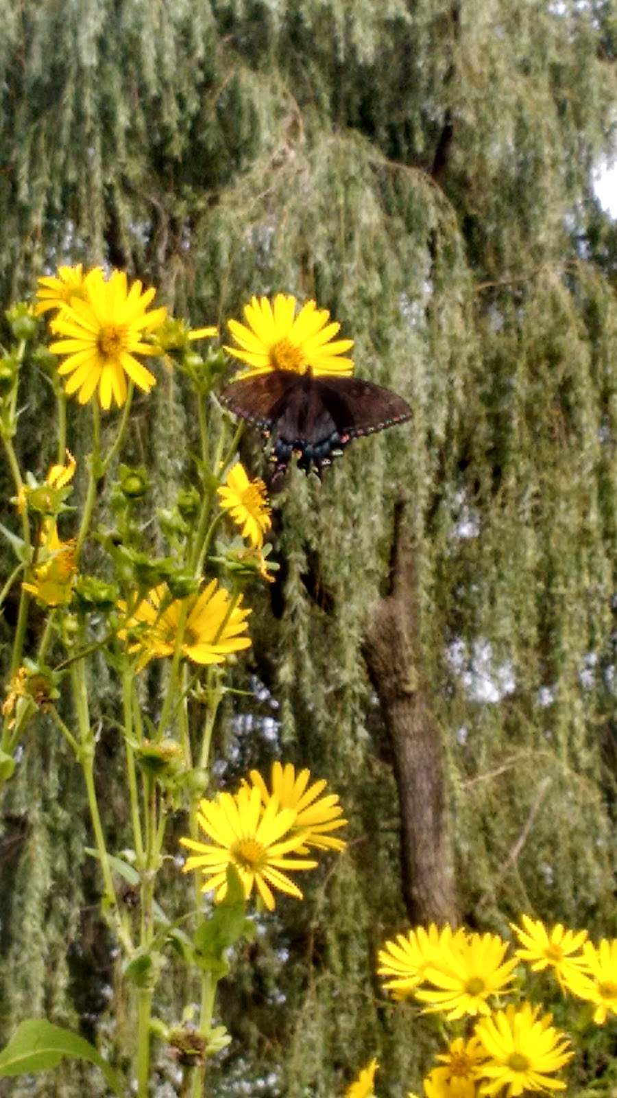 Leonard J. Yahr County Park — photo 5