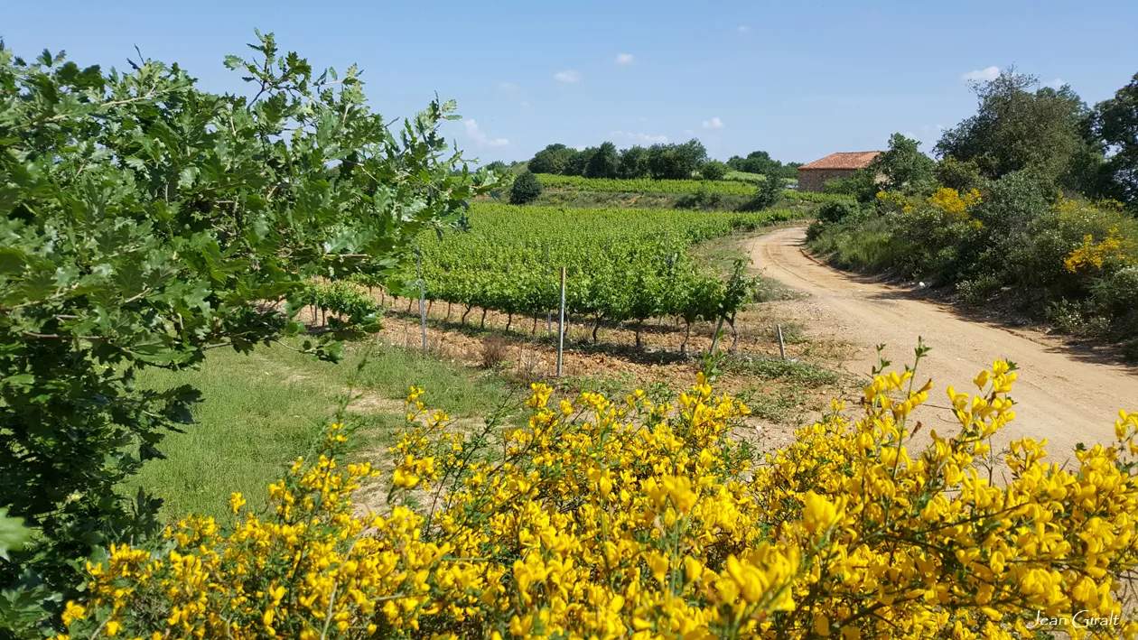 Domaine Vaquer — photo 1