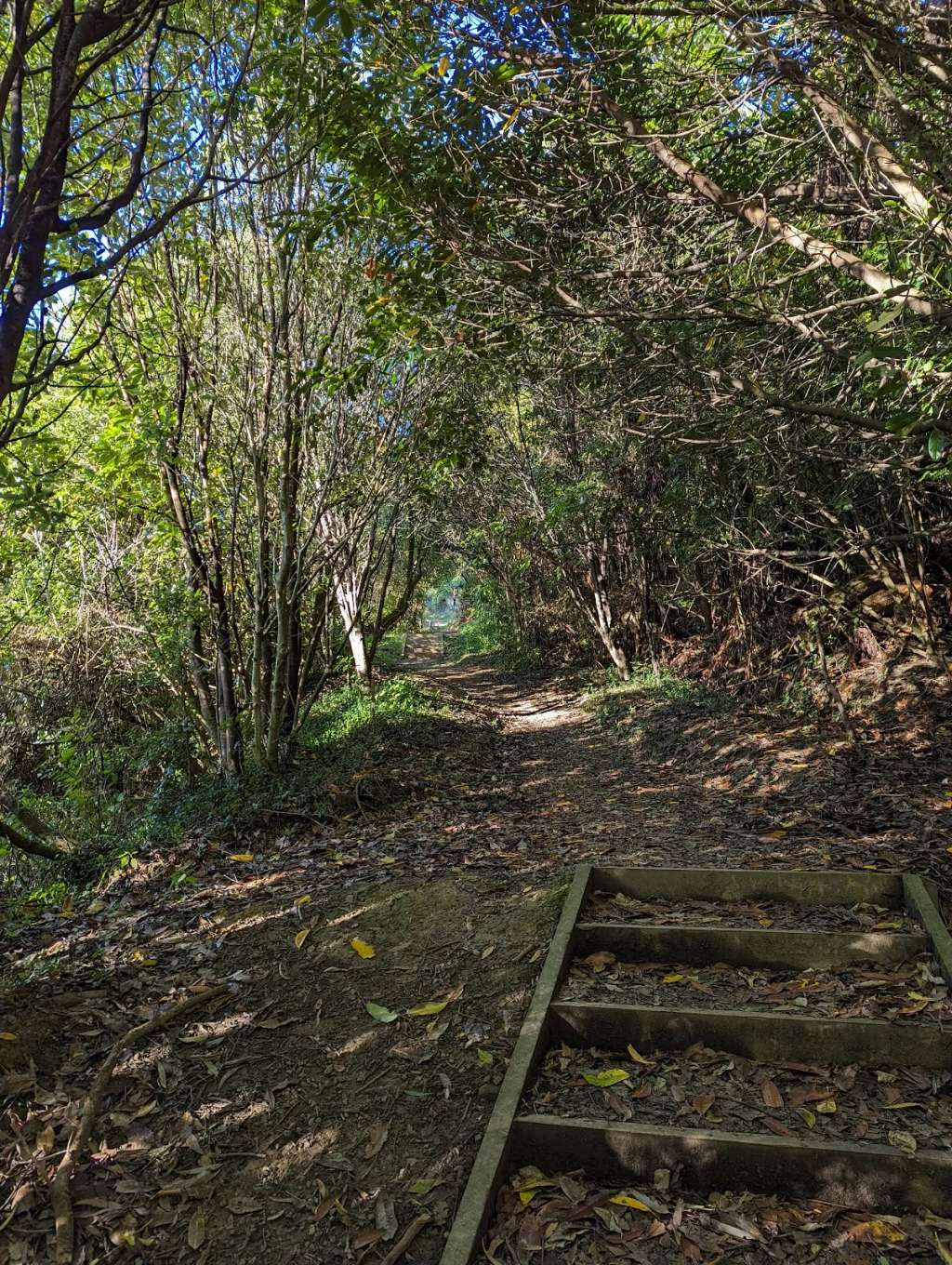 Pukehinau Kiwifoot Reserve