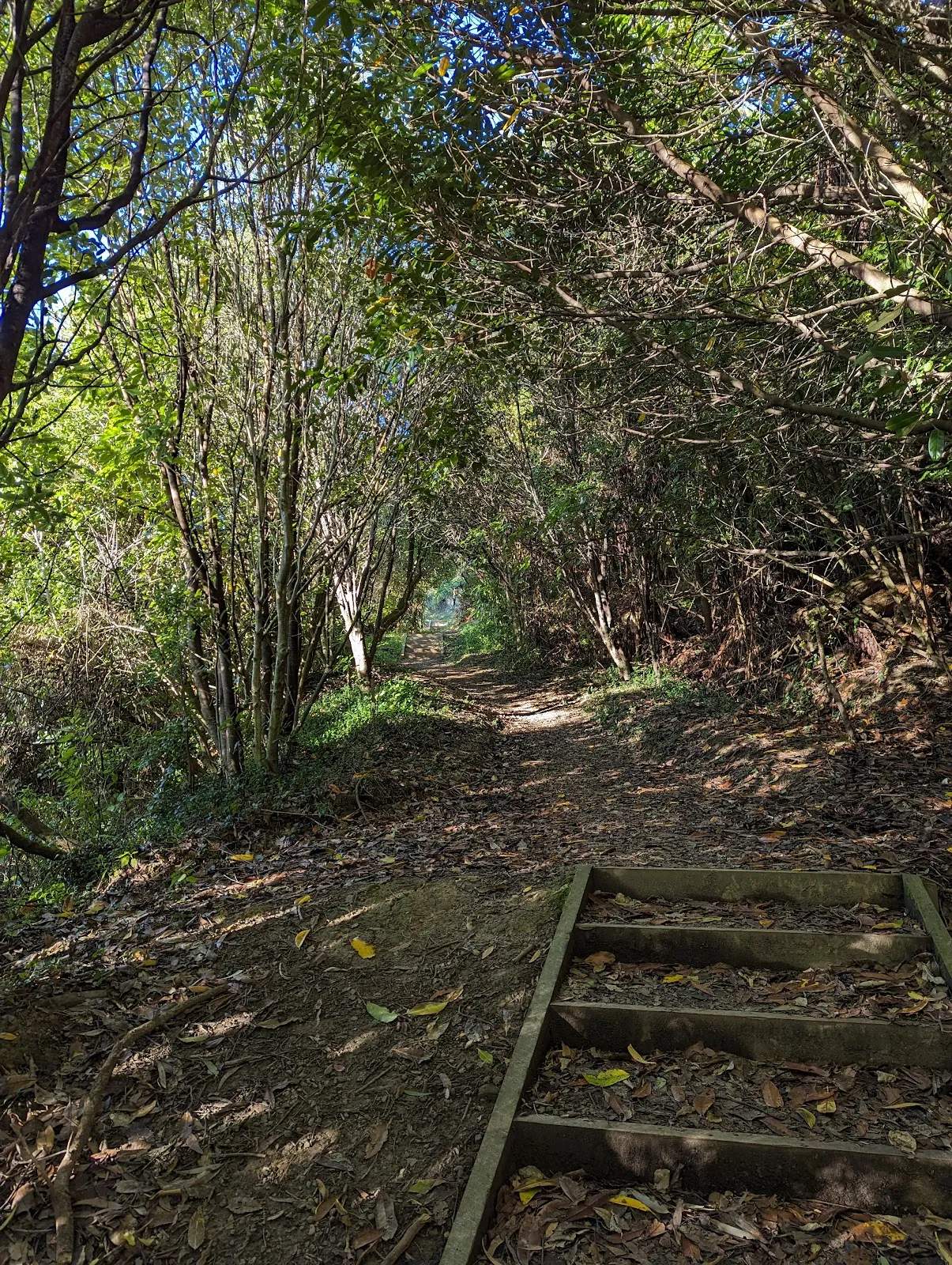 Pukehinau Kiwifoot Reserve — photo 1
