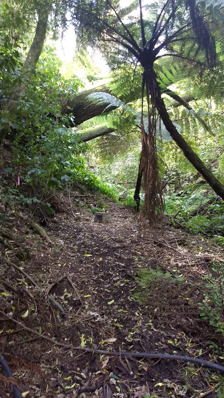 Pukehinau Kiwifoot Reserve — photo 3