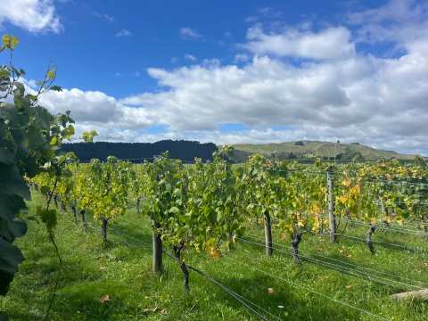Moy Hall Vineyard — photo 5