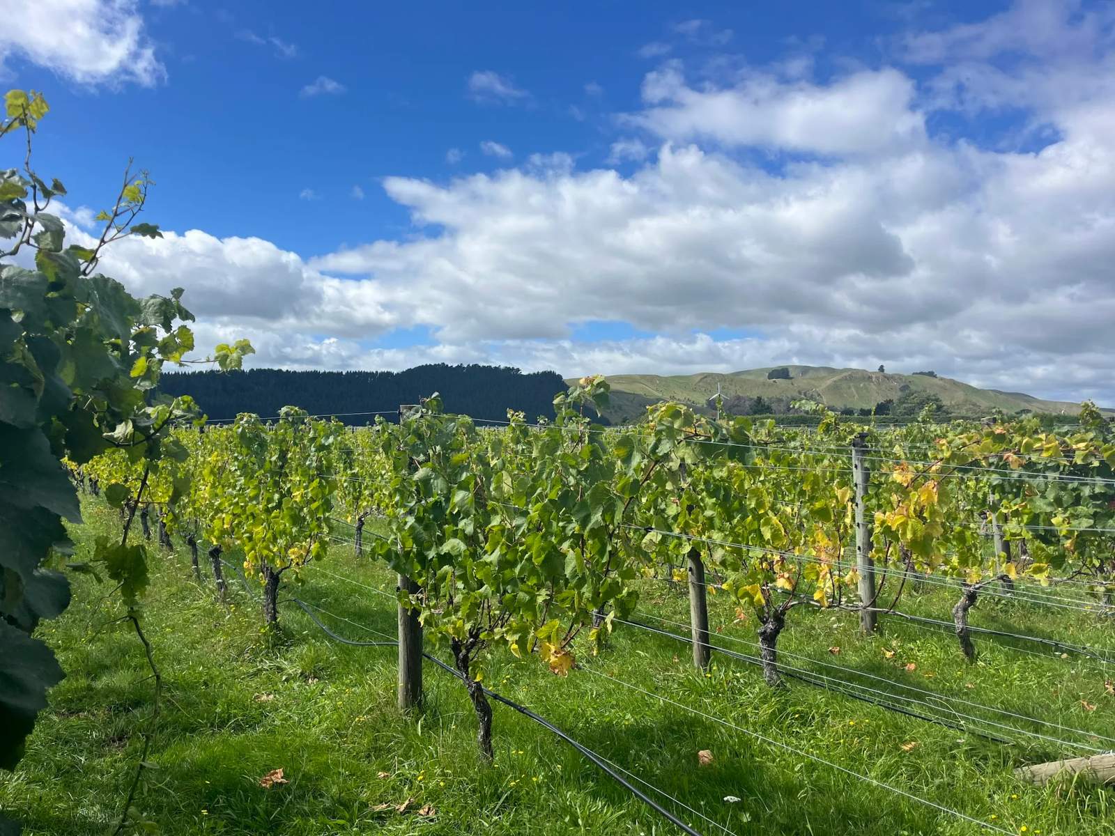 Moy Hall Vineyard — photo 5