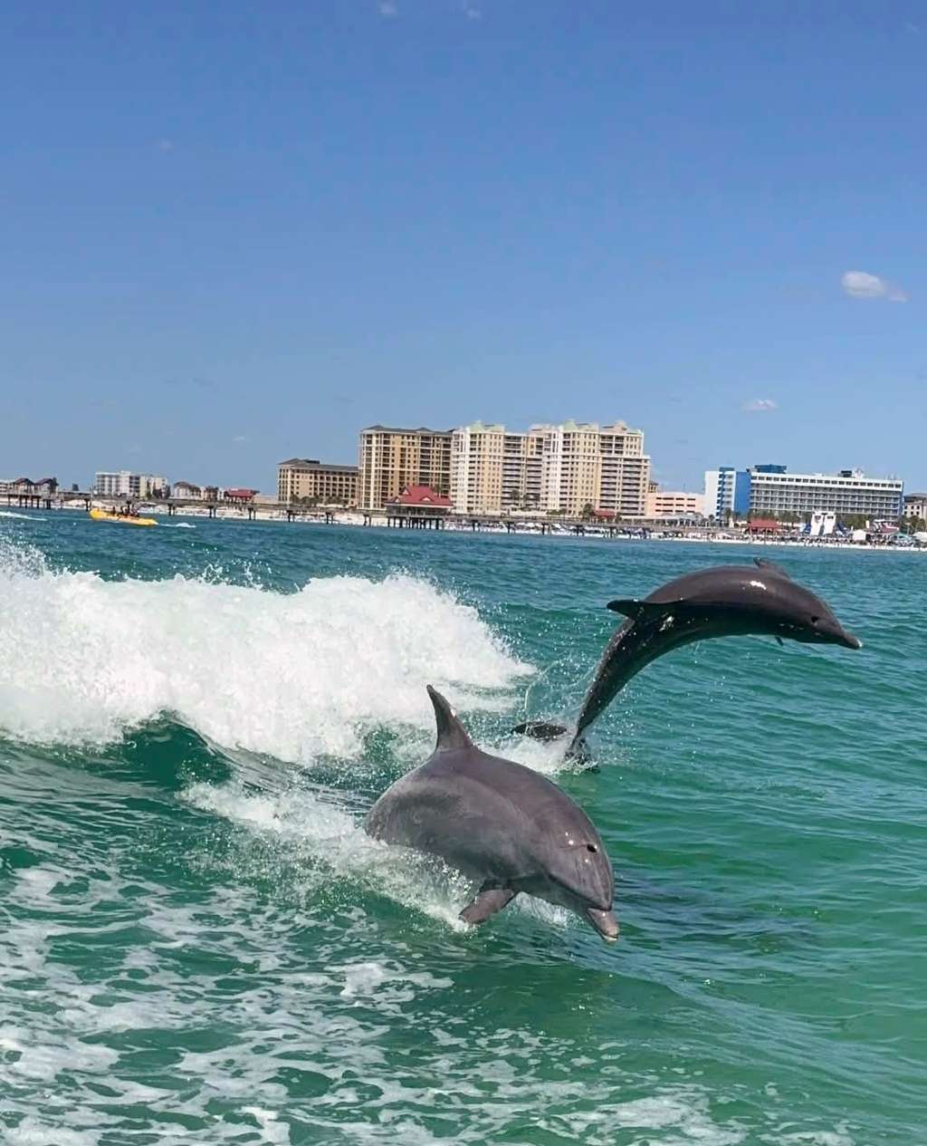 Sea Screamer of Clearwater