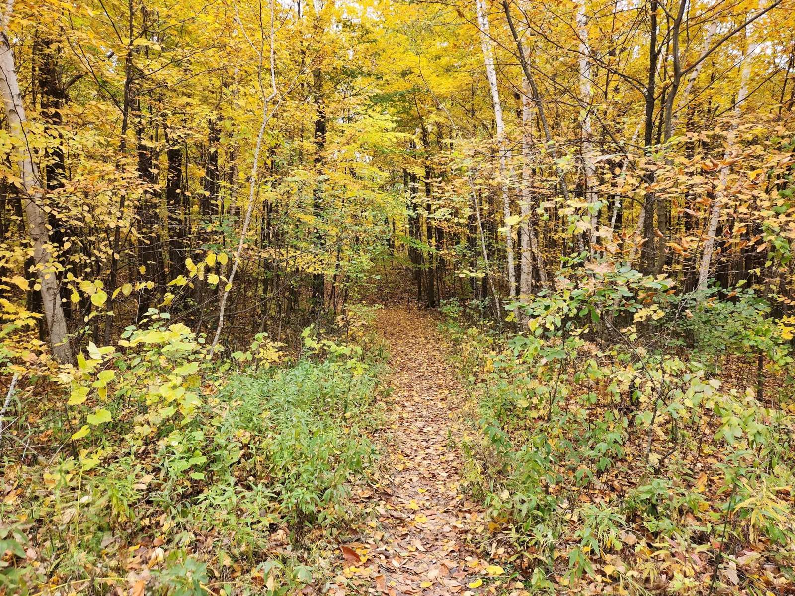 Ice Age Trail Greenbush Trailhead — photo 2