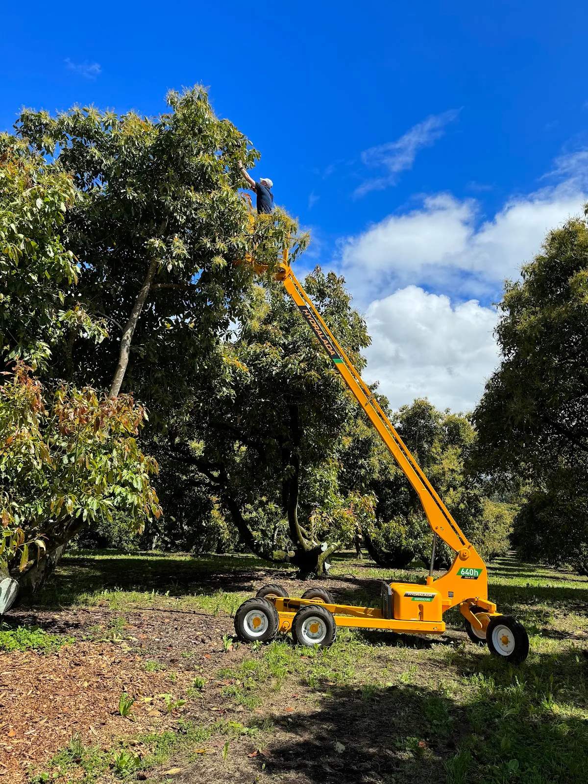 Avocado Tours — photo 2