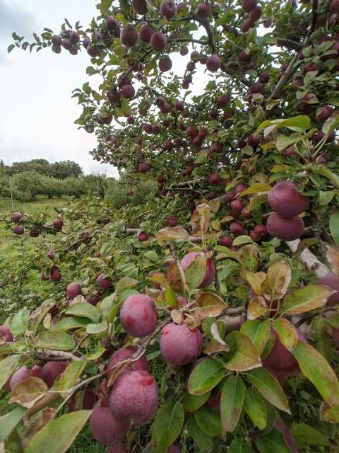 Brightonwoods Orchard — photo 3