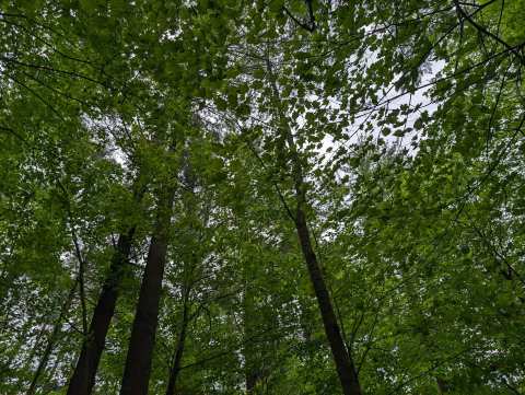 Kettle Hole Woods State Natural Area — photo 2
