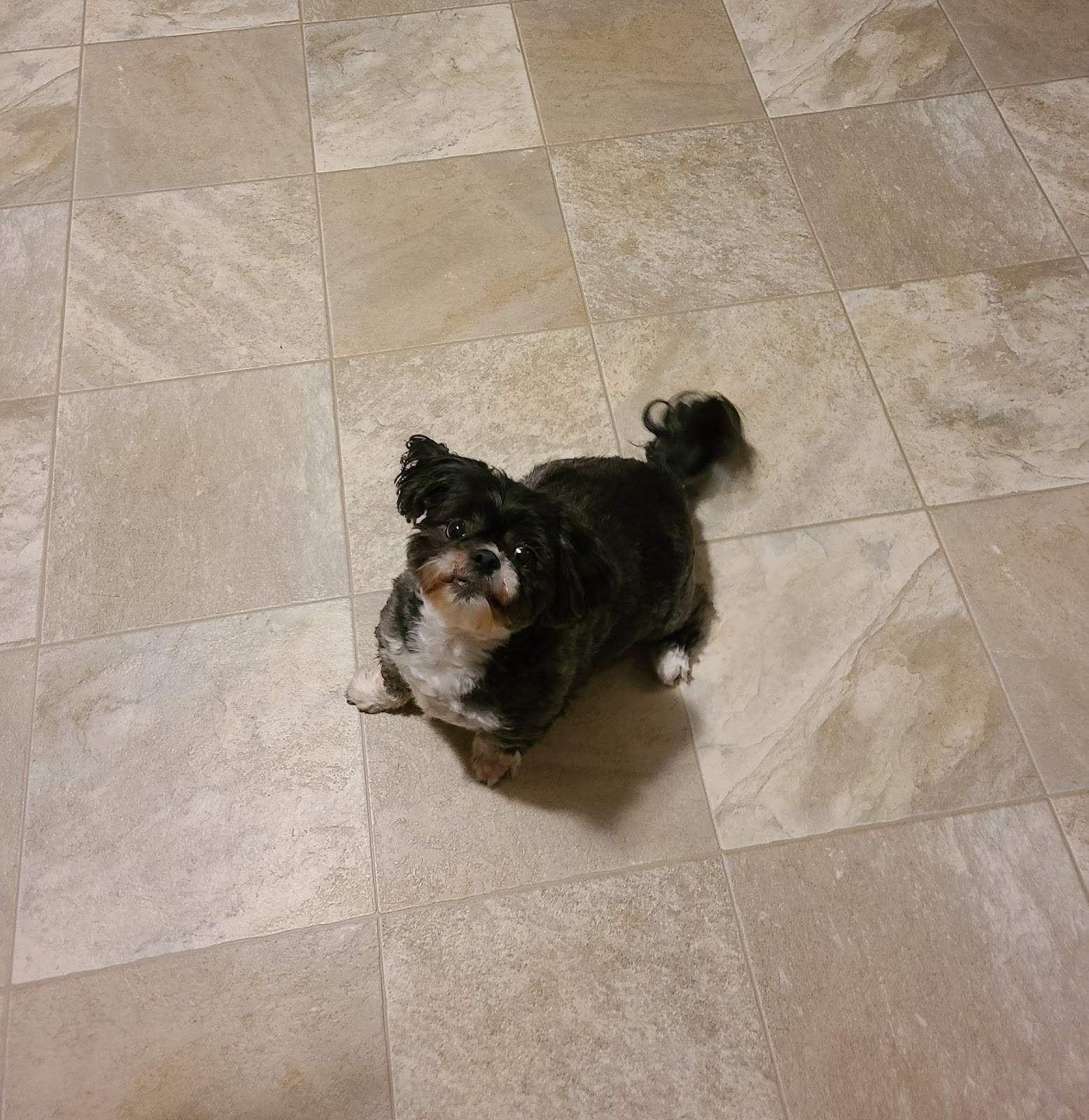 Dog Gone Great LLC — photo 5