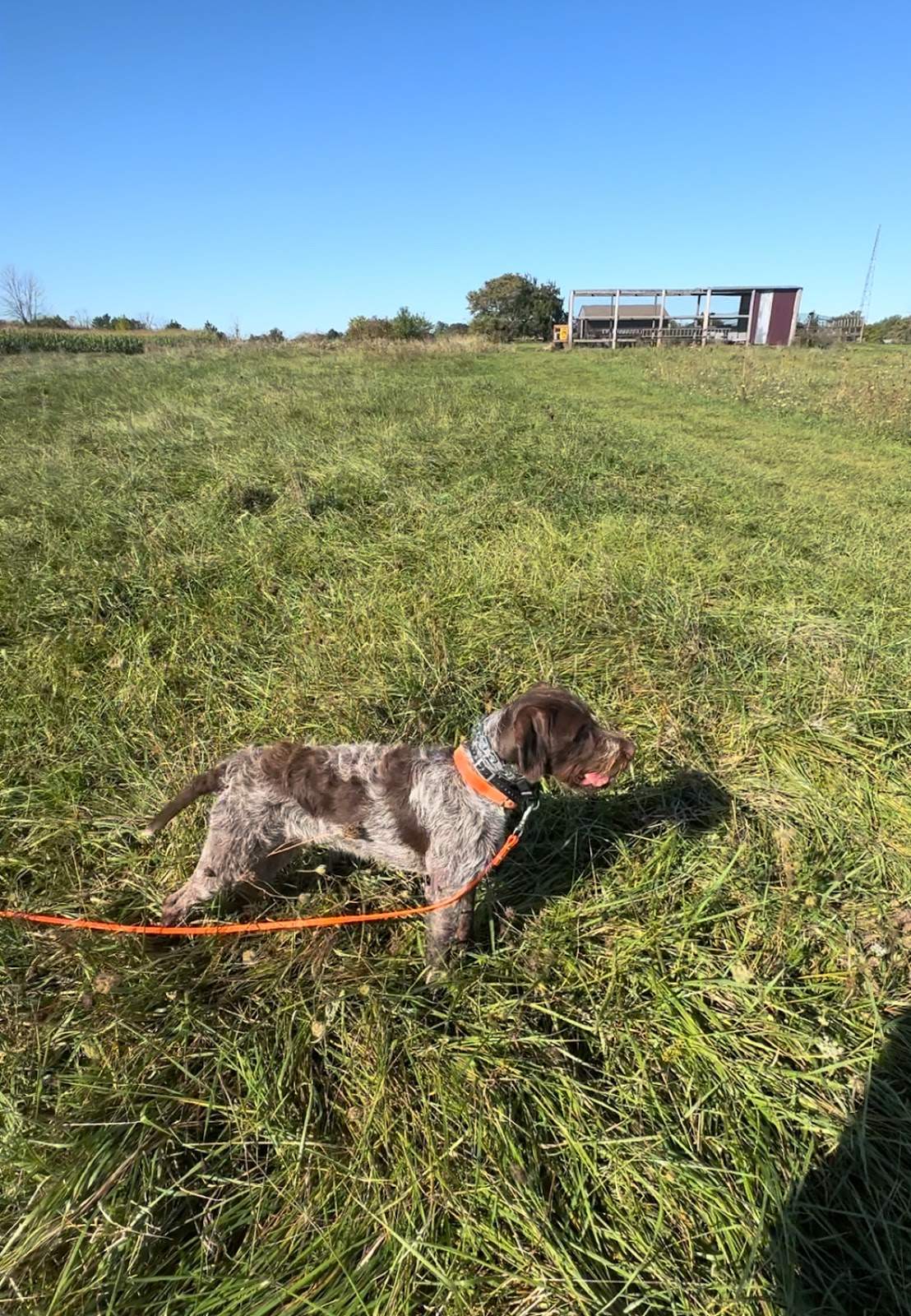 Krystal Creek Kennels — photo 2