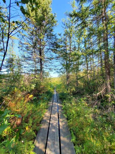 Spruce Lake Bog — photo 3