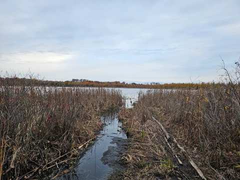 Spruce Lake Bog — photo 2