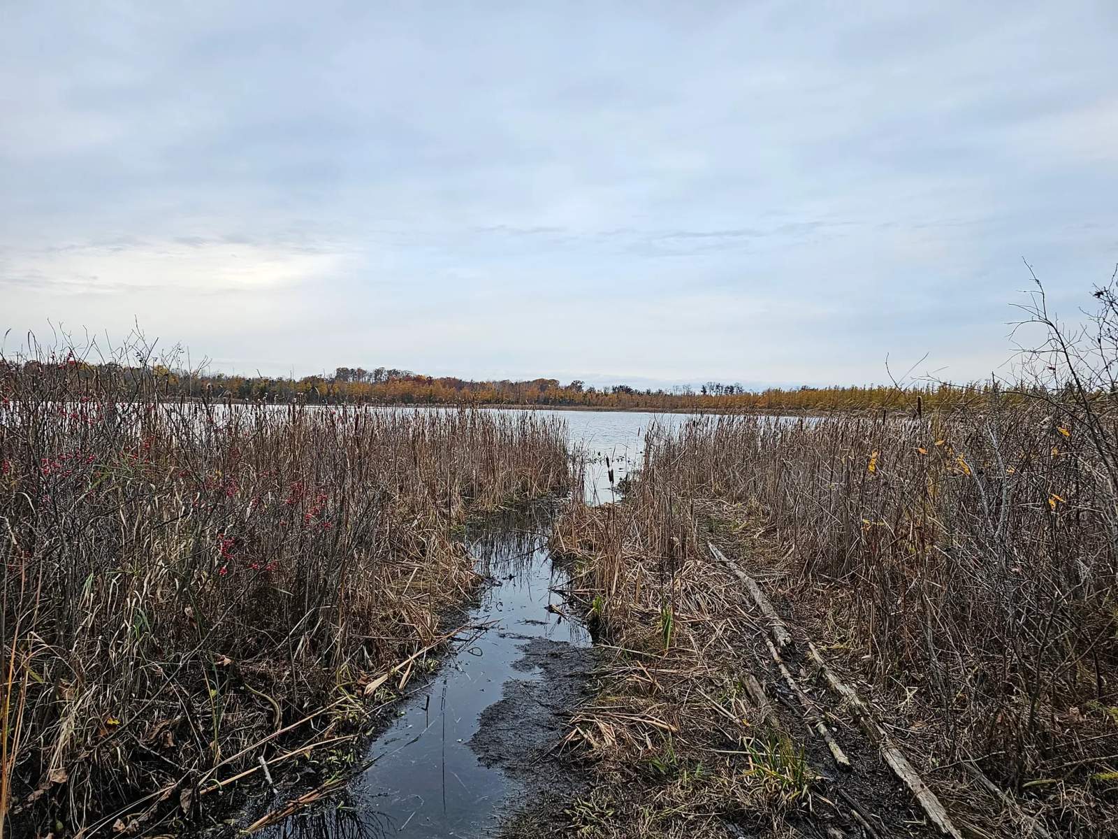 Spruce Lake Bog — photo 2