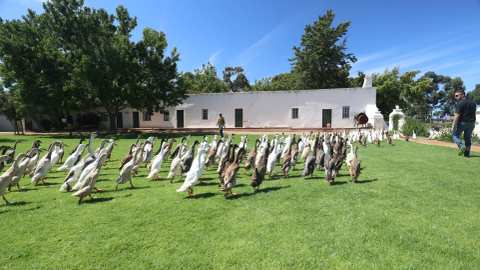 Vergenoegd Löw Wine Estate — photo 3