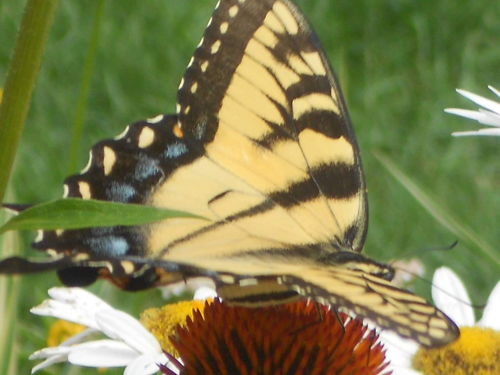 Alter-native Healing Holistic Counselor and EFT Practitioner — photo 1