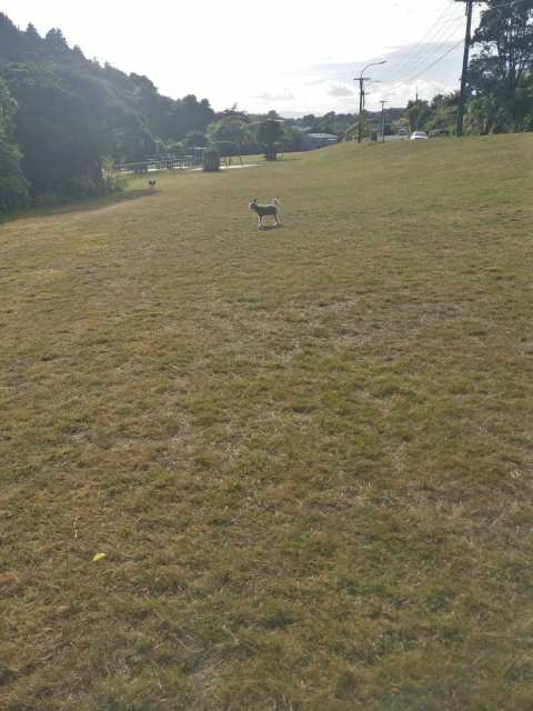 Silverstream Road Reserve Dog Area — photo 3