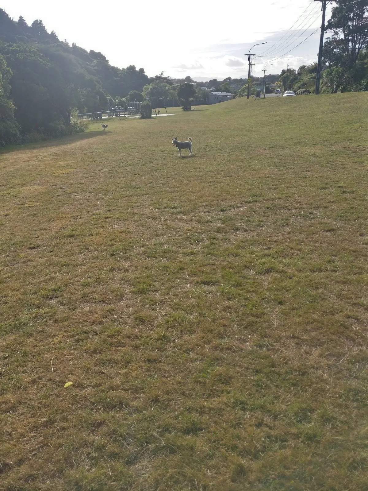 Silverstream Road Reserve Dog Area — photo 3
