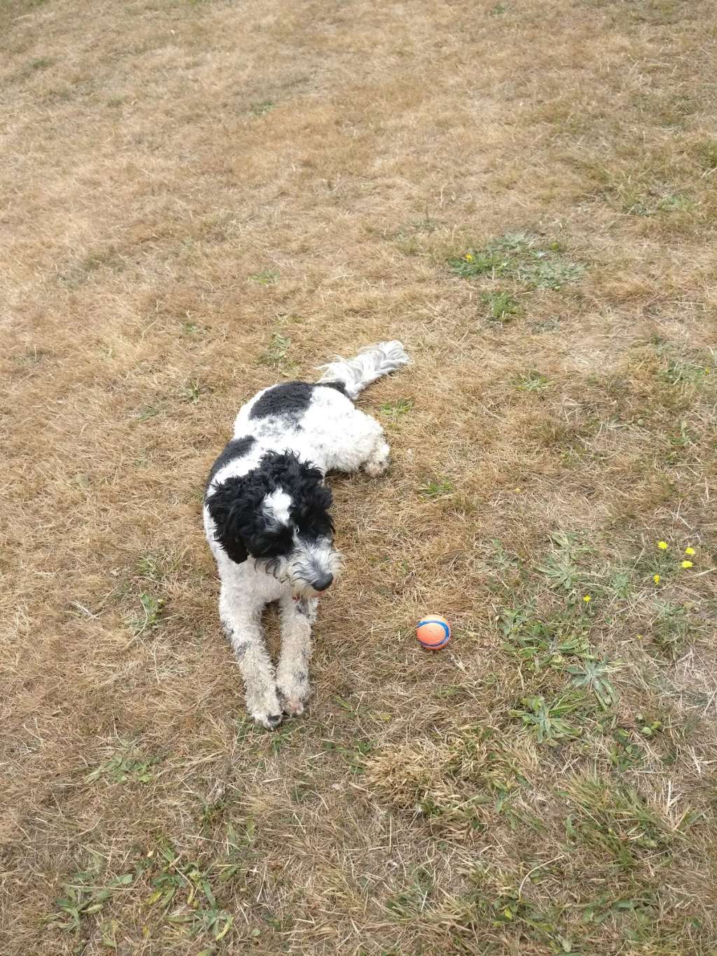 Silverstream Road Reserve Dog Area
