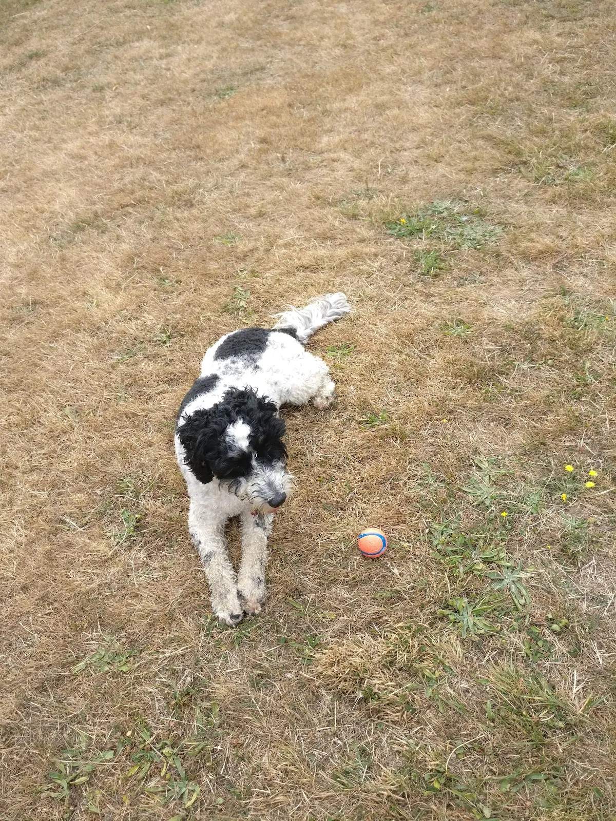 Silverstream Road Reserve Dog Area — photo 1