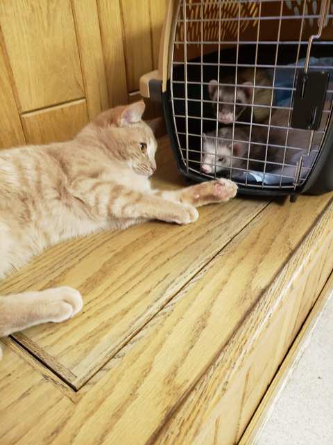 Heart & Soul Pet Clinic/West Bend Animal Hospital — photo 2