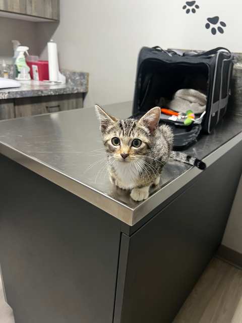 Heart & Soul Pet Clinic/West Bend Animal Hospital — photo 4