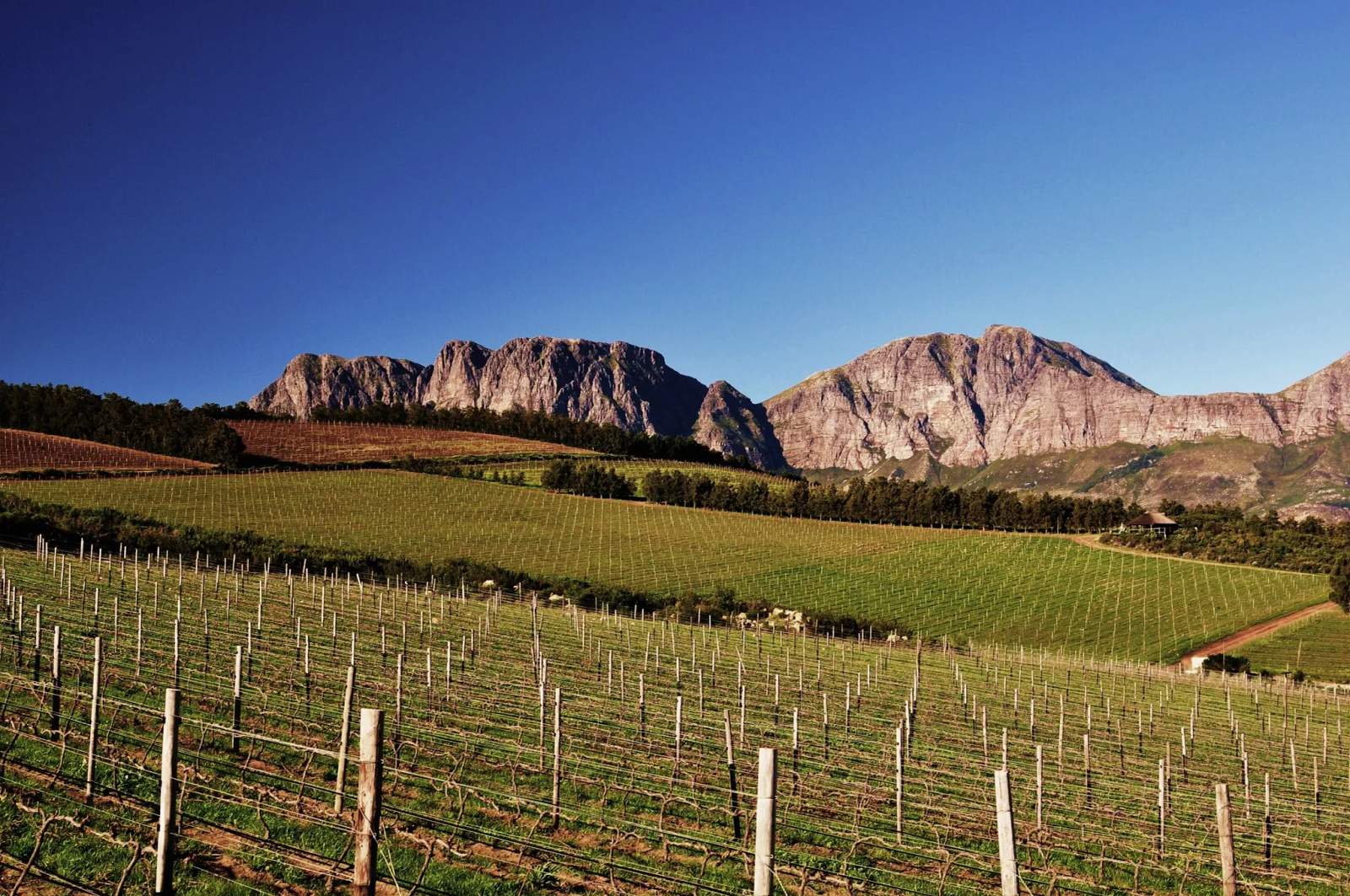 Waterkloof Wine Estate — photo 5