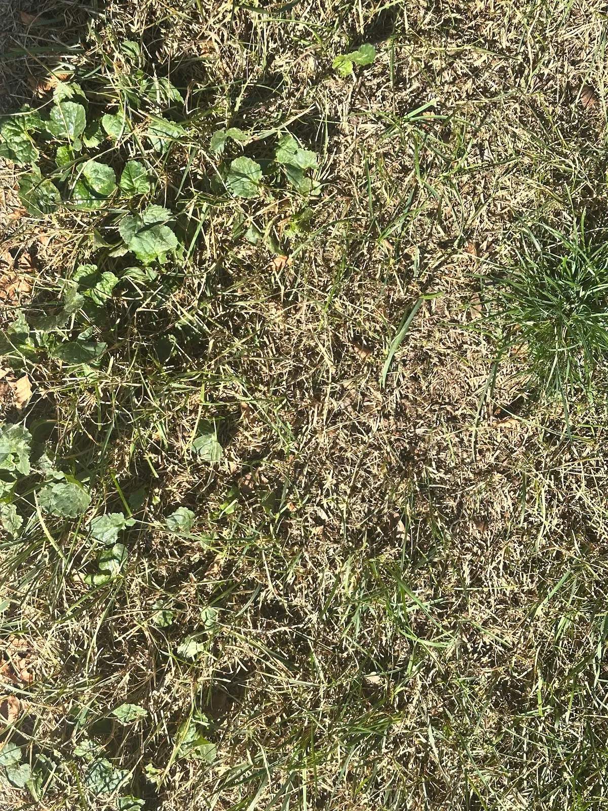 Naturescape Lawn and Landscape Care — photo 3