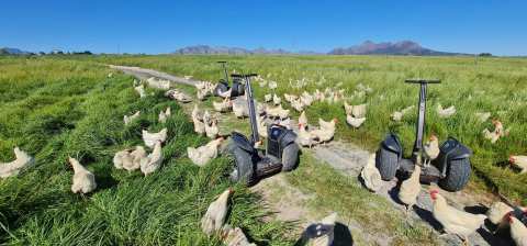 Segway Vineyard Tours at Spier Wine Farm — photo 4