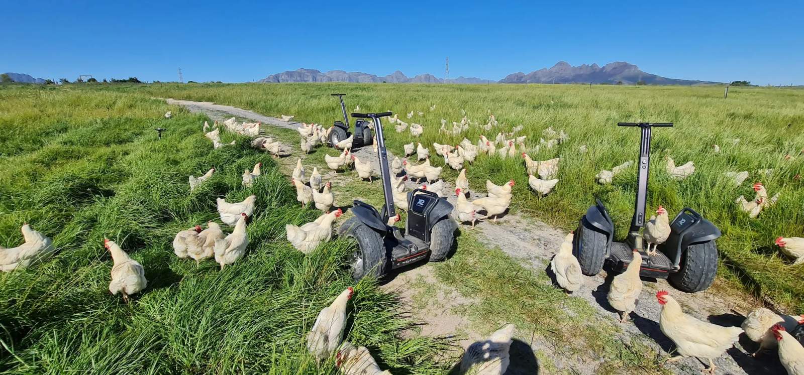 Segway Vineyard Tours at Spier Wine Farm — photo 4