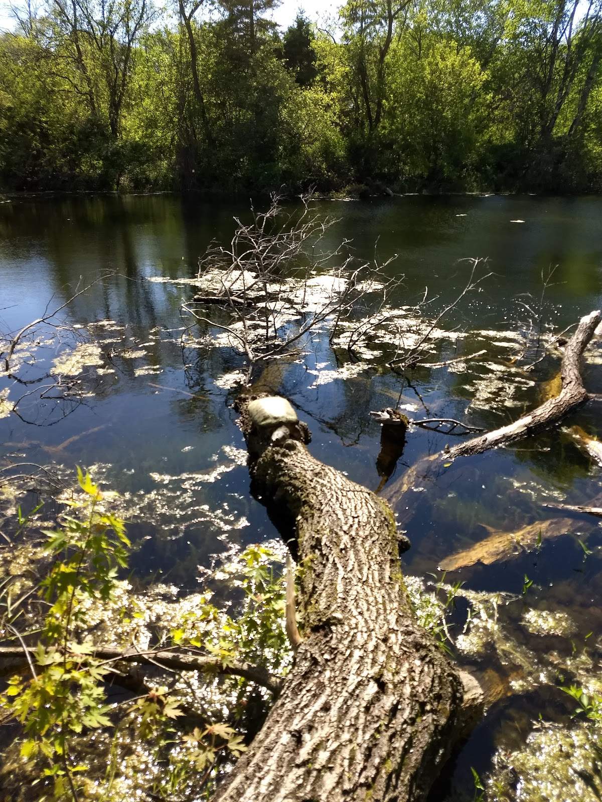 Blue Heron Wild Life Sanctuary — photo 1