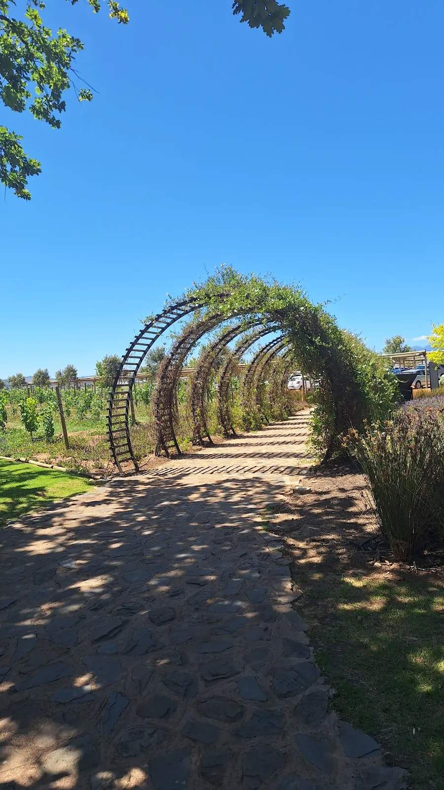 Vergenoegd Löw Homestead Tasting Room — photo 3