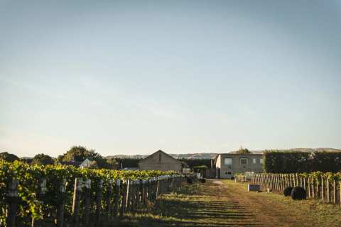 Martinborough Vineyard — photo 2