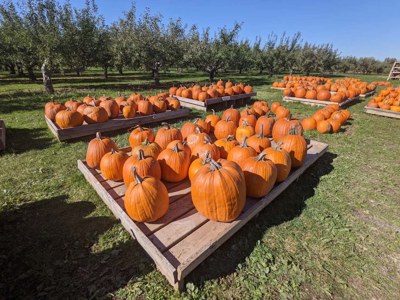 Sprangers Orchard — photo 3