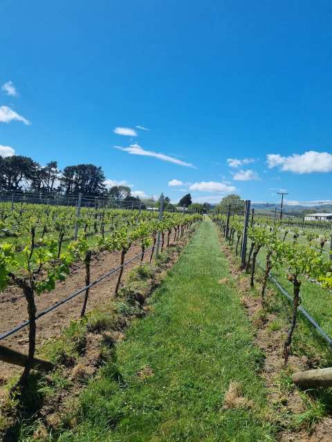 Zozo Travel Limited- Tours of Wellington. Scenic, Winery, Brewery and Foodie Tours — photo 2