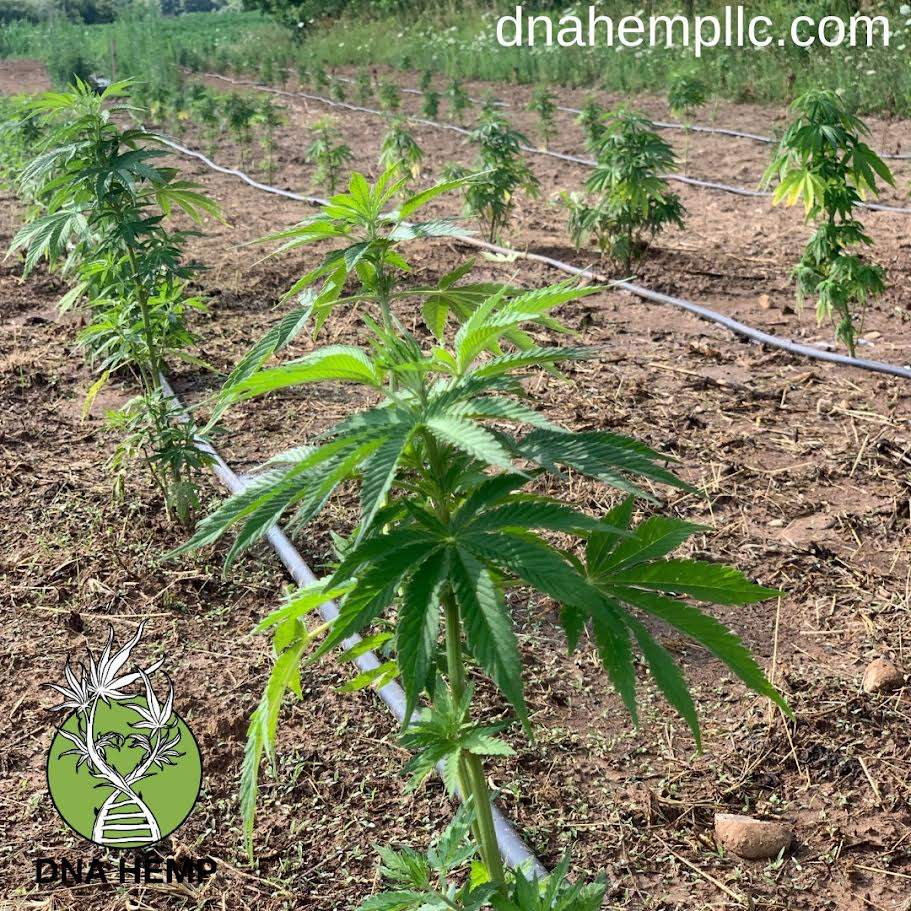 DNA Hemp — photo 2