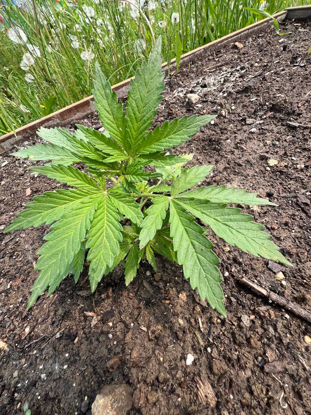 DNA Hemp — photo 1