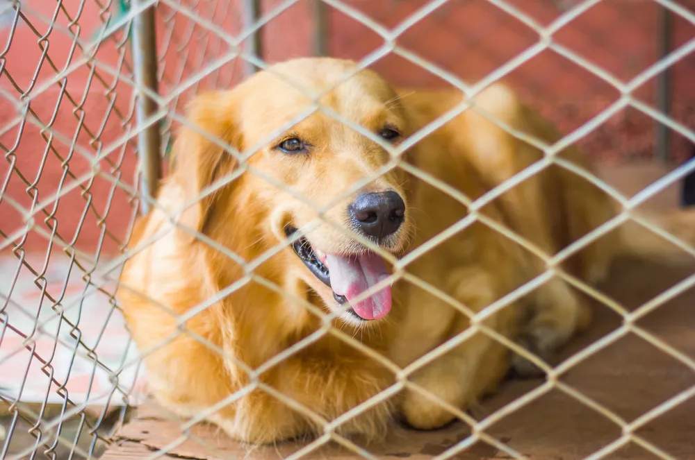 Barnhill Kennels — photo 1