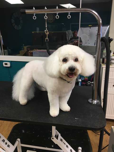 Two Tails Grooming Salon, LLC — photo 2