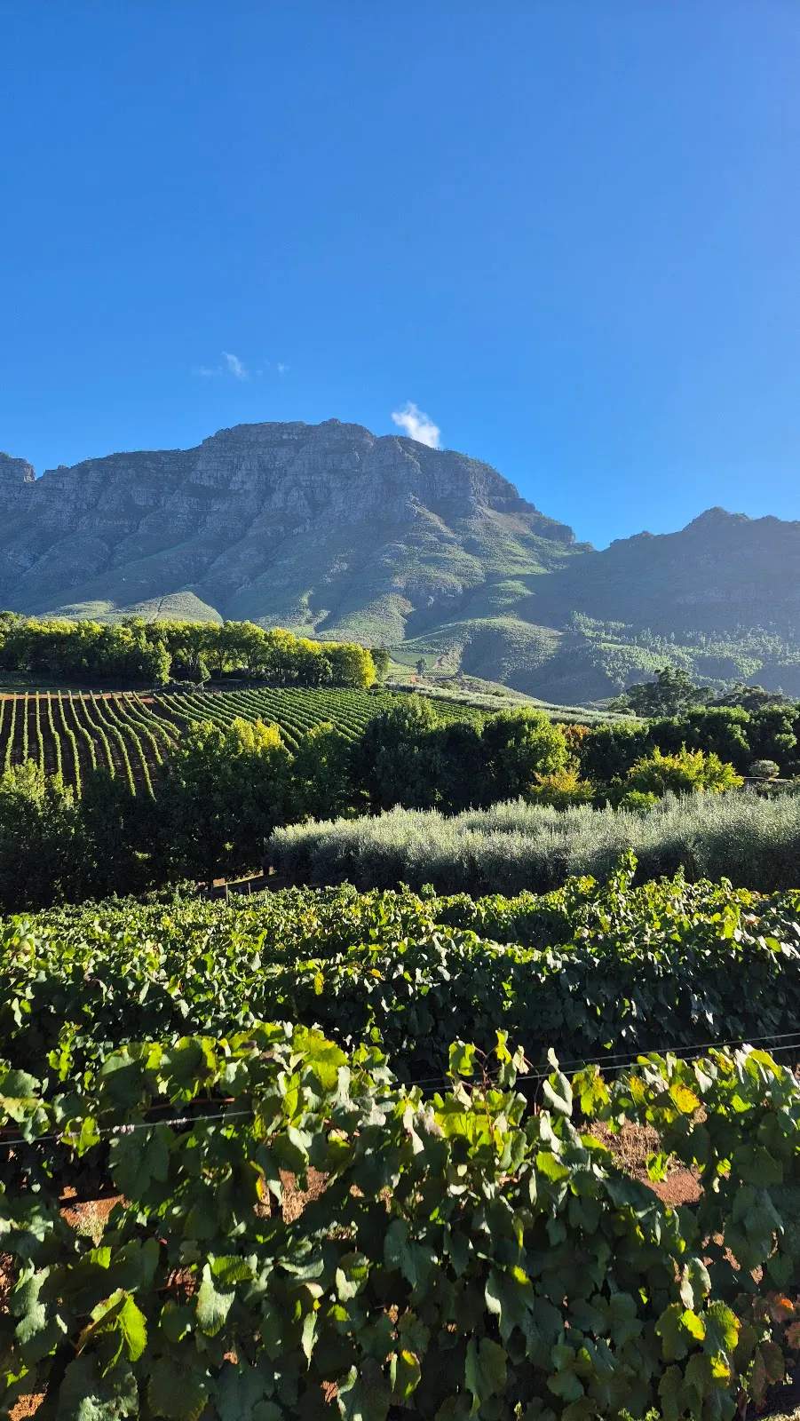 STELLENBOSCH WINE WALK — photo 1
