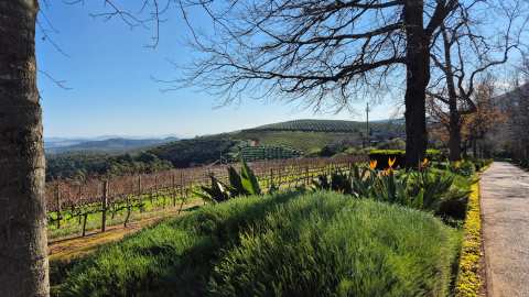 STELLENBOSCH WINE WALK — photo 2