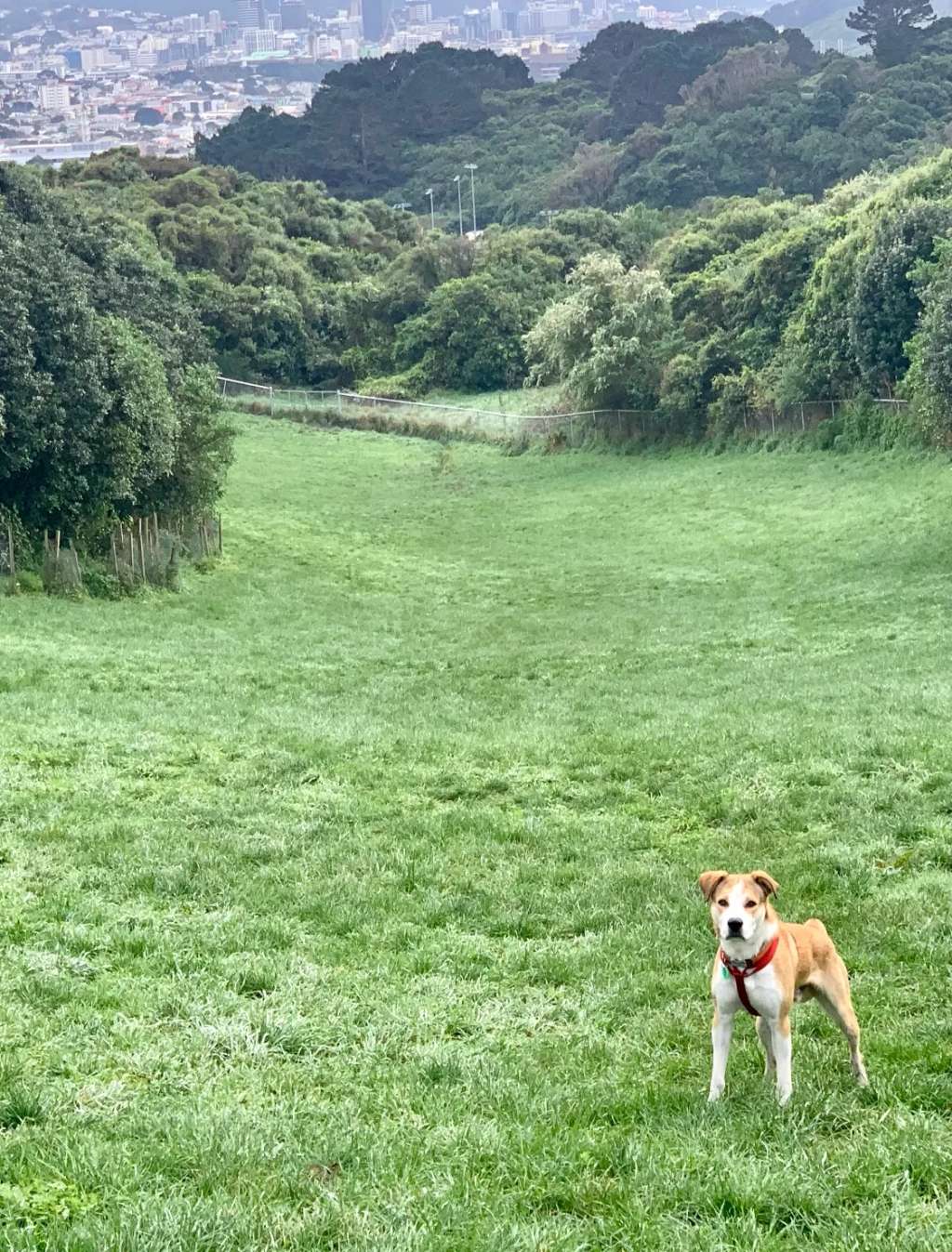 Mount Albert Park dog exercise area
