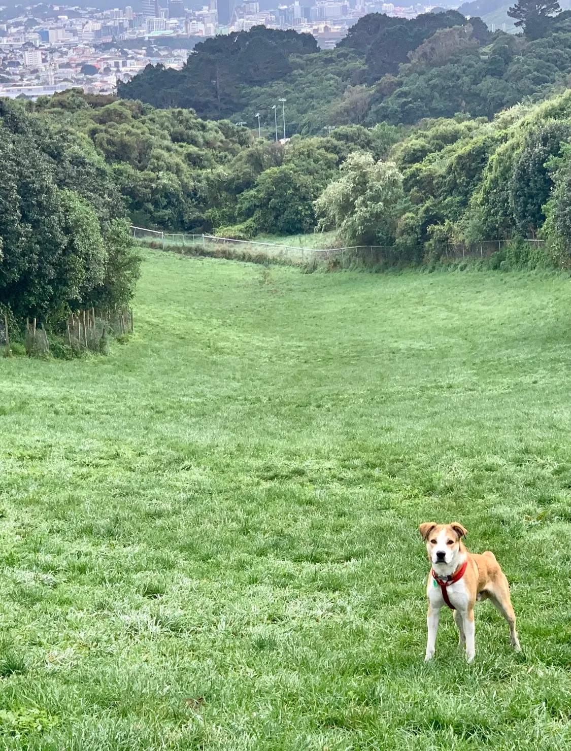 Mount Albert Park dog exercise area — photo 1
