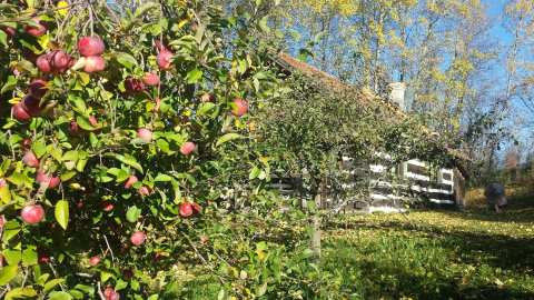 Log Cabin Orchard LLC — photo 2