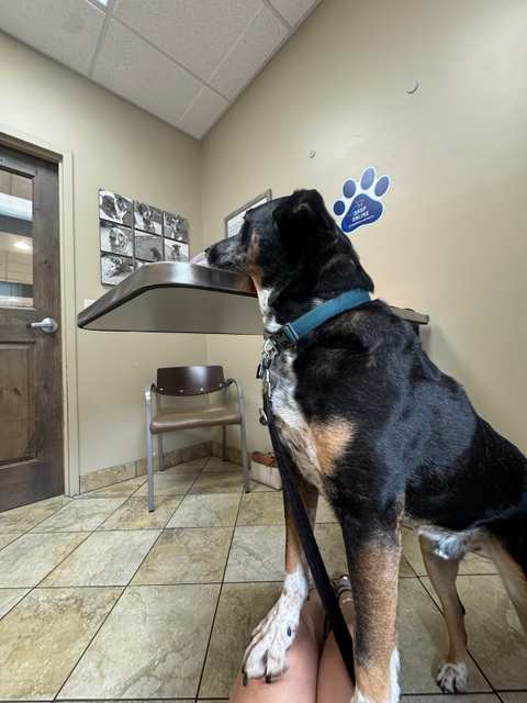 VCA Saukville Animal Hospital — photo 4