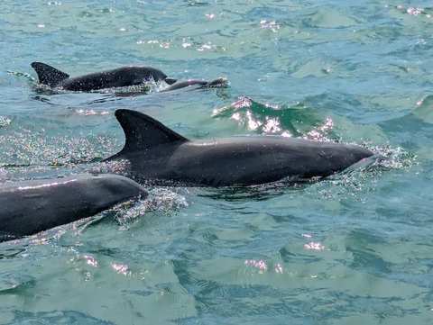 Flippers Fun Boat — photo 3