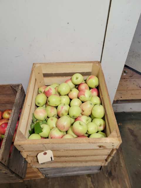 Weston's Antique Apples — photo 3