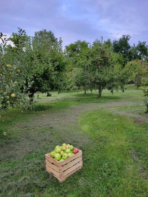 Weston's Antique Apples — photo 2