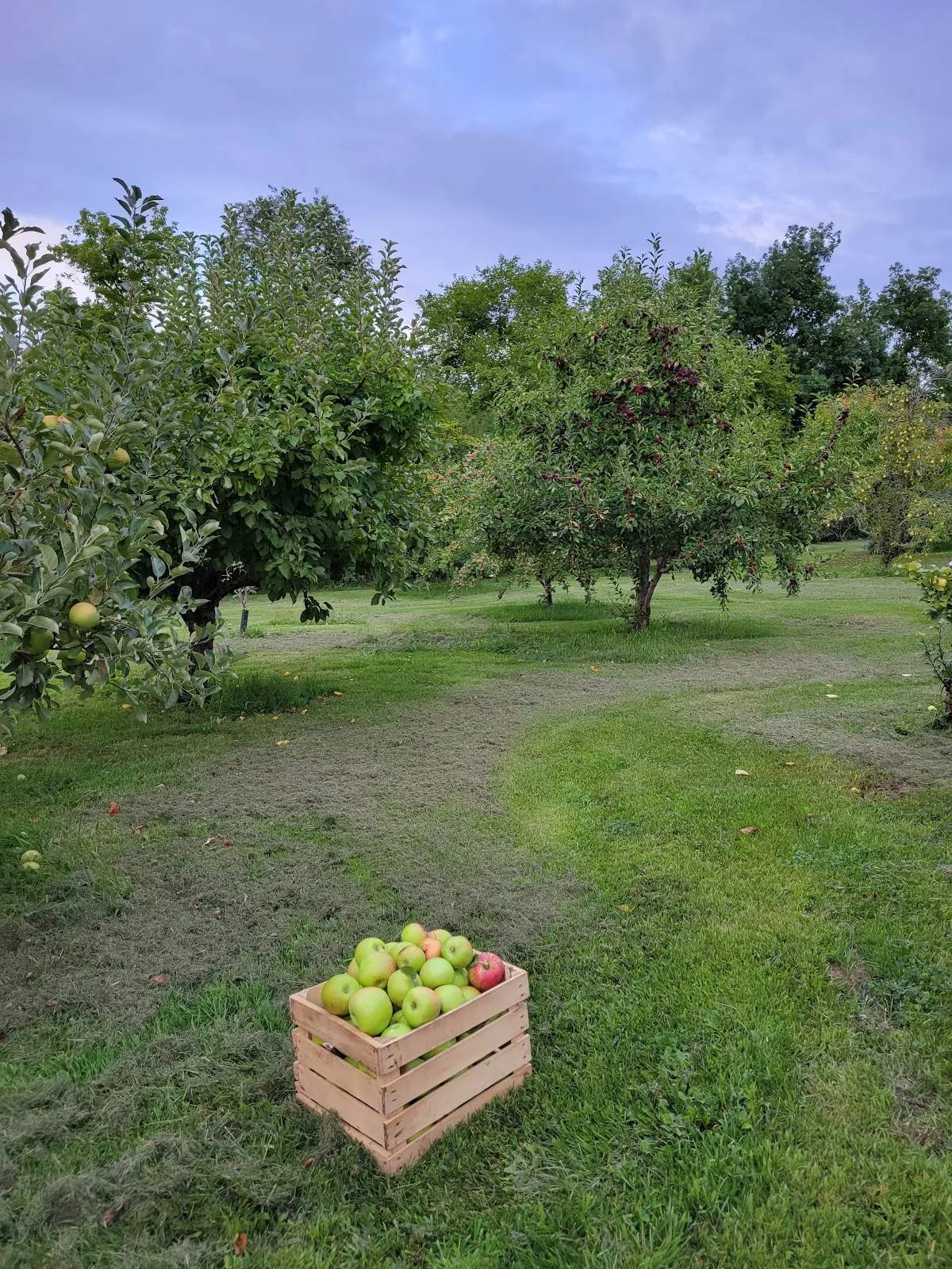 Weston's Antique Apples — photo 2